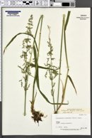 Image of Arctagrostis latifolia