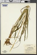 Arctagrostis latifolia var. latifolia image