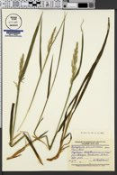 Arctagrostis arundinacea image