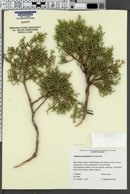 Juniperus osteosperma image