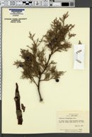 Image of Juniperus pachyphlaea