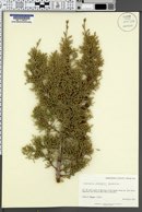 Image of Juniperus pinchotii