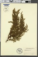 Image of Juniperus procera