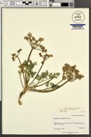 Aulospermum purpureum image