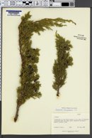 Image of Juniperus semiglobosa
