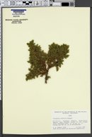 Juniperus sibirica image