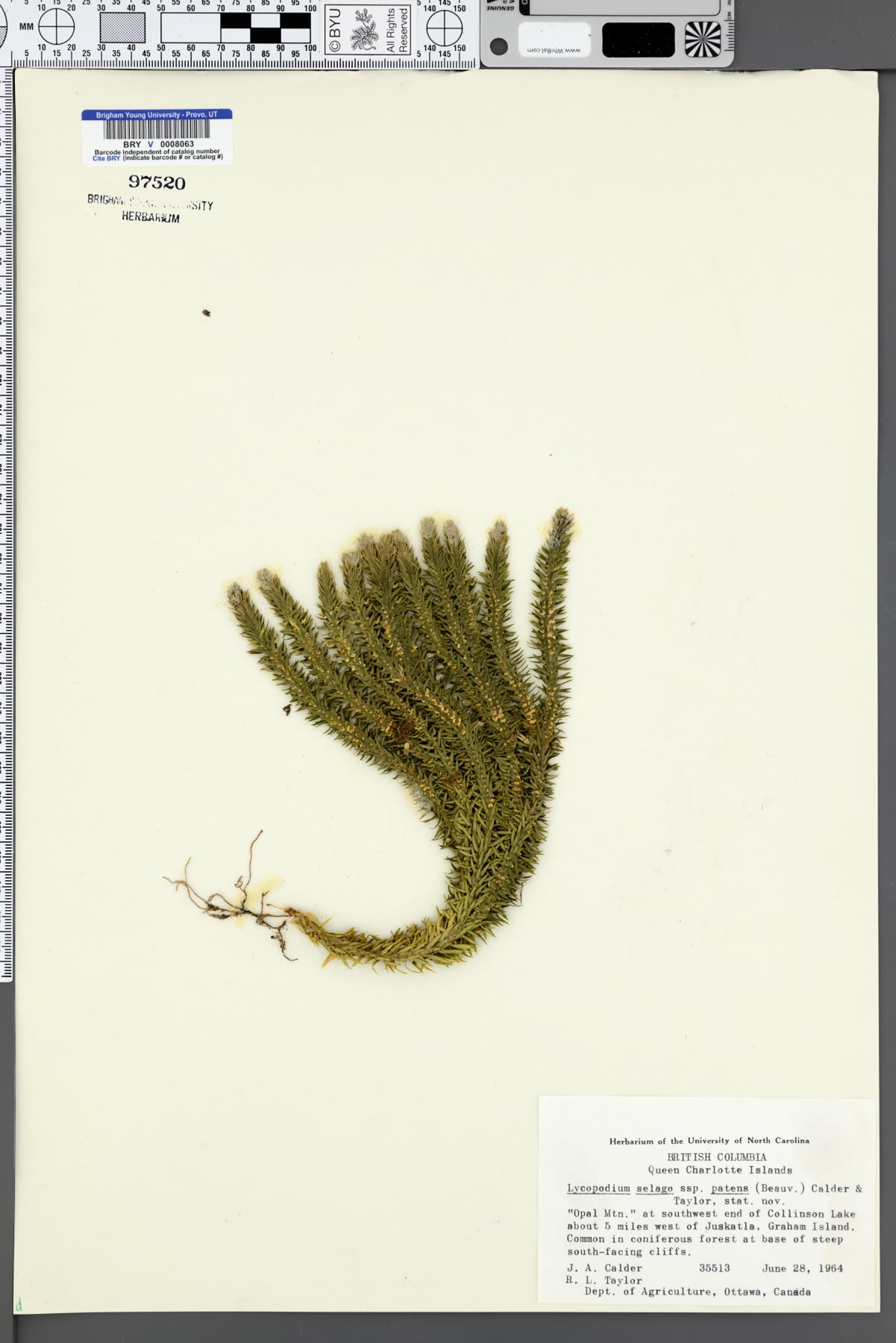 Lycopodium selago subsp. patens image