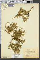 Diphasiastrum complanatum subsp. complanatum image