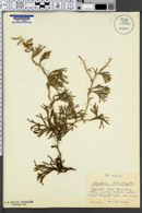 Image of Lycopodium issleri