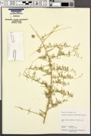 Atriplex canescens var. angustifolia image