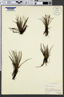 Image of Isoëtes lacustris