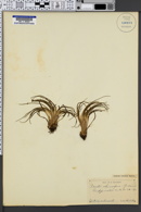 Isoetes echinospora image