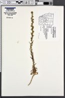 Image of Calycadenia ciliosa