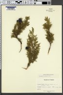 Image of Juniperus excelsa