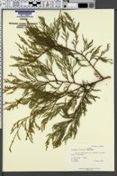 Juniperus flaccida image