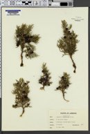 Image of Juniperus foetidissima