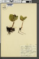 Cypripedium fasciculatum image