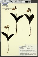 Cypripedium guttatum subsp. yatabeanum image