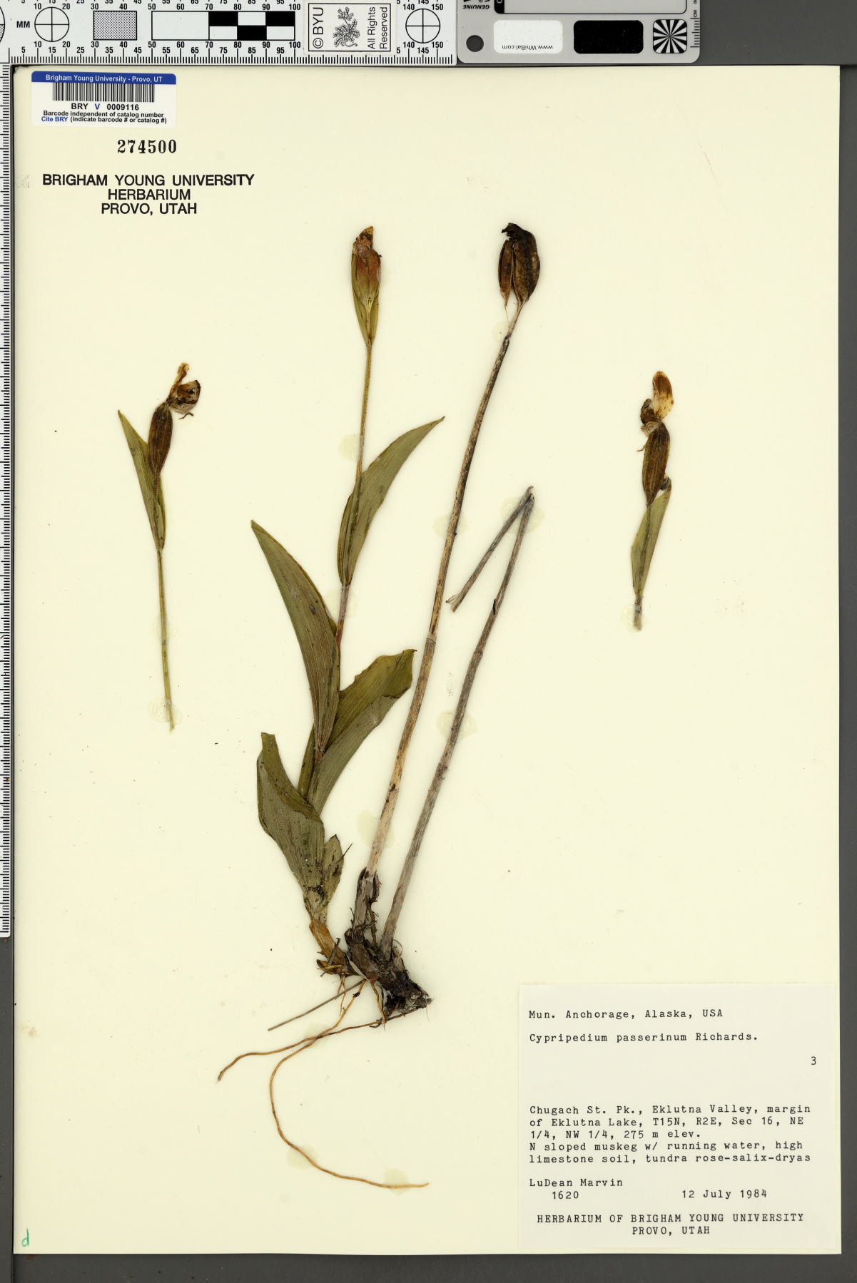 Cypripedium passerinum image
