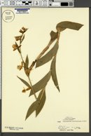 Image of Cypripedium californicum