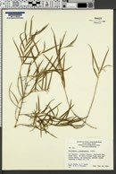 Image of Dendrobium cunninghamii