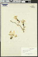 Dendrobium pulchellum image