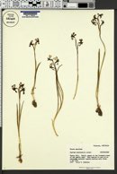 Image of Diuris maculata