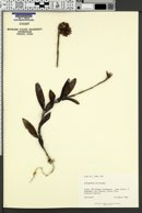 Epidendrum altissimum image