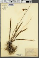 Epidendrum tampense image