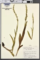Platanthera dilatata var. albiflora image