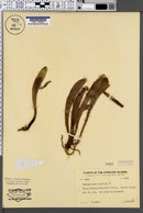 Ophioglossum pendulum image