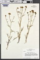 Chaenactis stevioides image