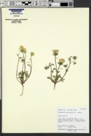 Chaenactis macrantha image