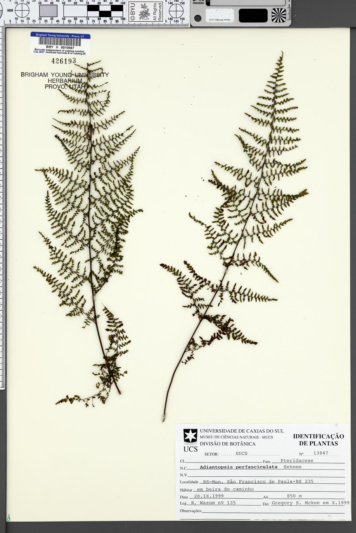 Adiantopsis perfasciculata image