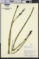 Equisetum laevigatum image