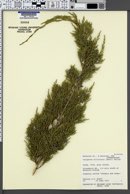 Image of Juniperus silicicola