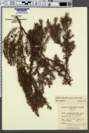 Image of Juniperus conferta