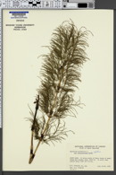 Equisetum sylvaticum var. sylvaticum image