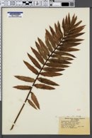 Image of Encephalartos altensteinii