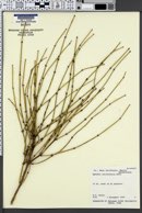 Ephedra californica image