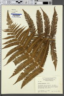 Cyathea medullaris image