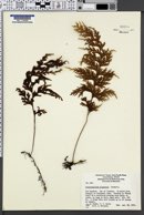 Hymenophyllum dilatatum image