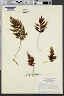 Hymenophyllum bivalve image