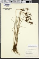 Juncus nevadensis var. badius image