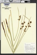 Juncus balticus subsp. ater image