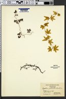 Lygodium palmatum image