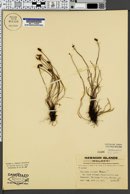 Schizaea robusta image
