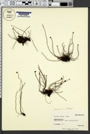 Image of Schizaea robusta