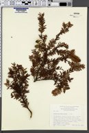Image of Podocarpus ferrugineus