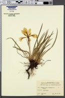 Iris tenax var. gormanii image